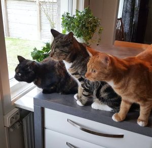 pets in kitchens