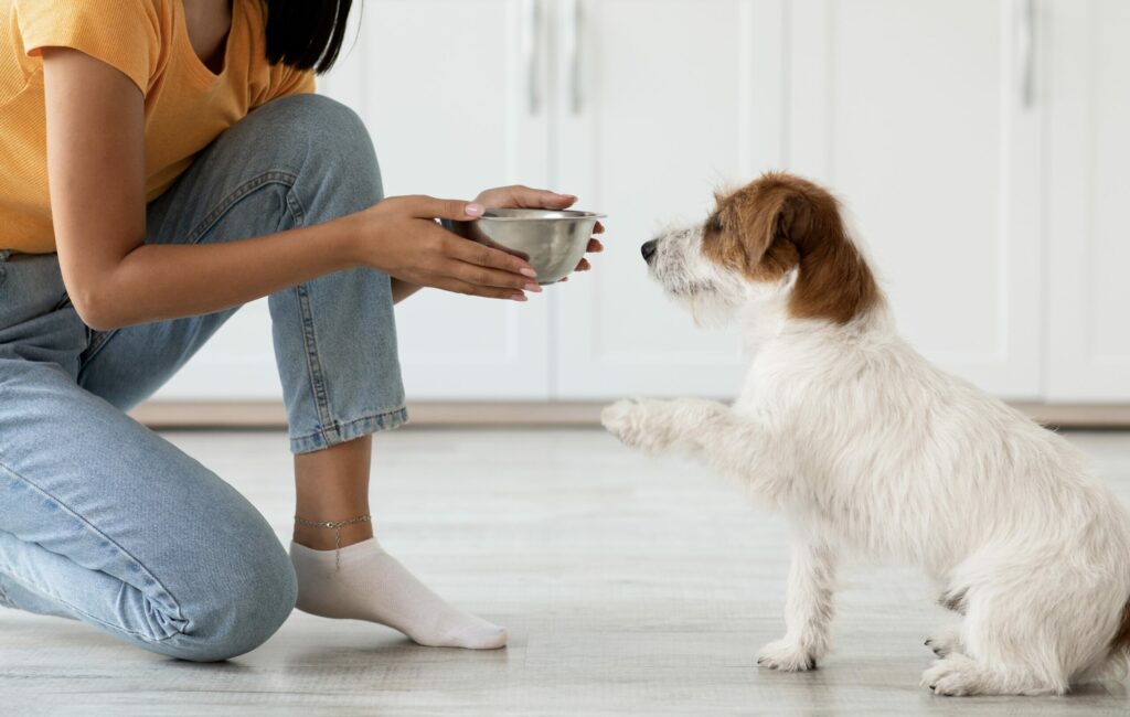 dog friendly kitchen