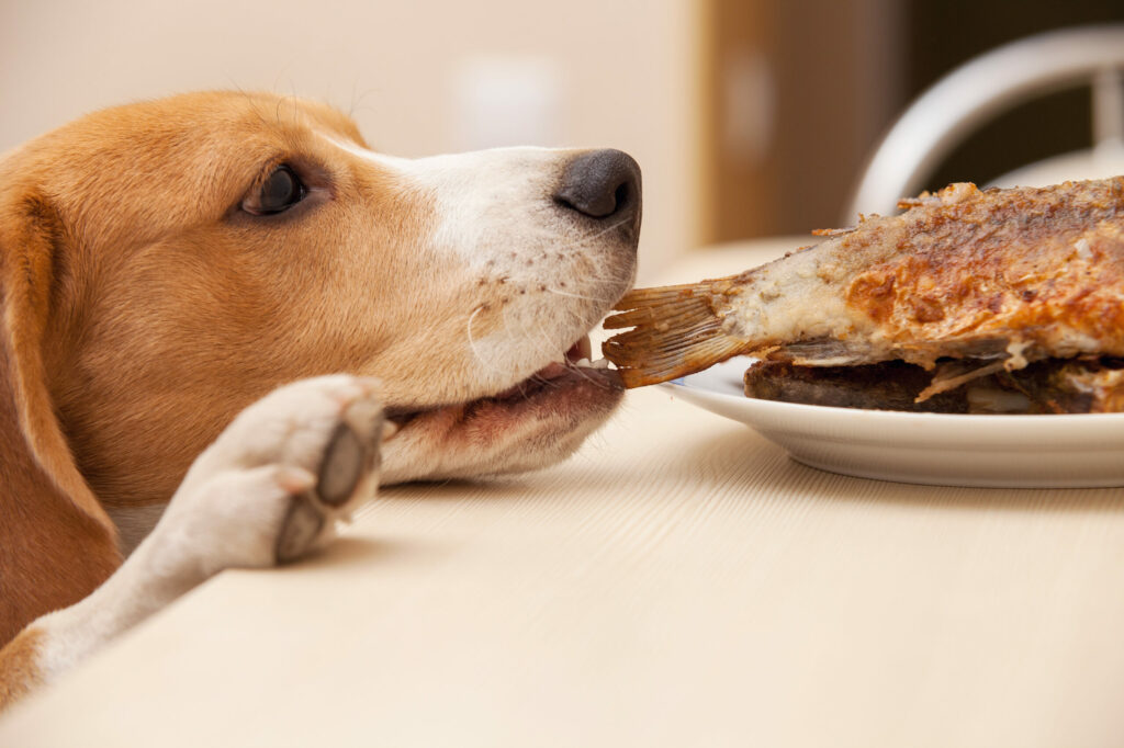 dog friendly kitchen 3