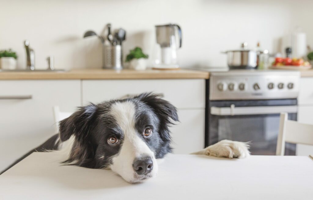 dog kitchen