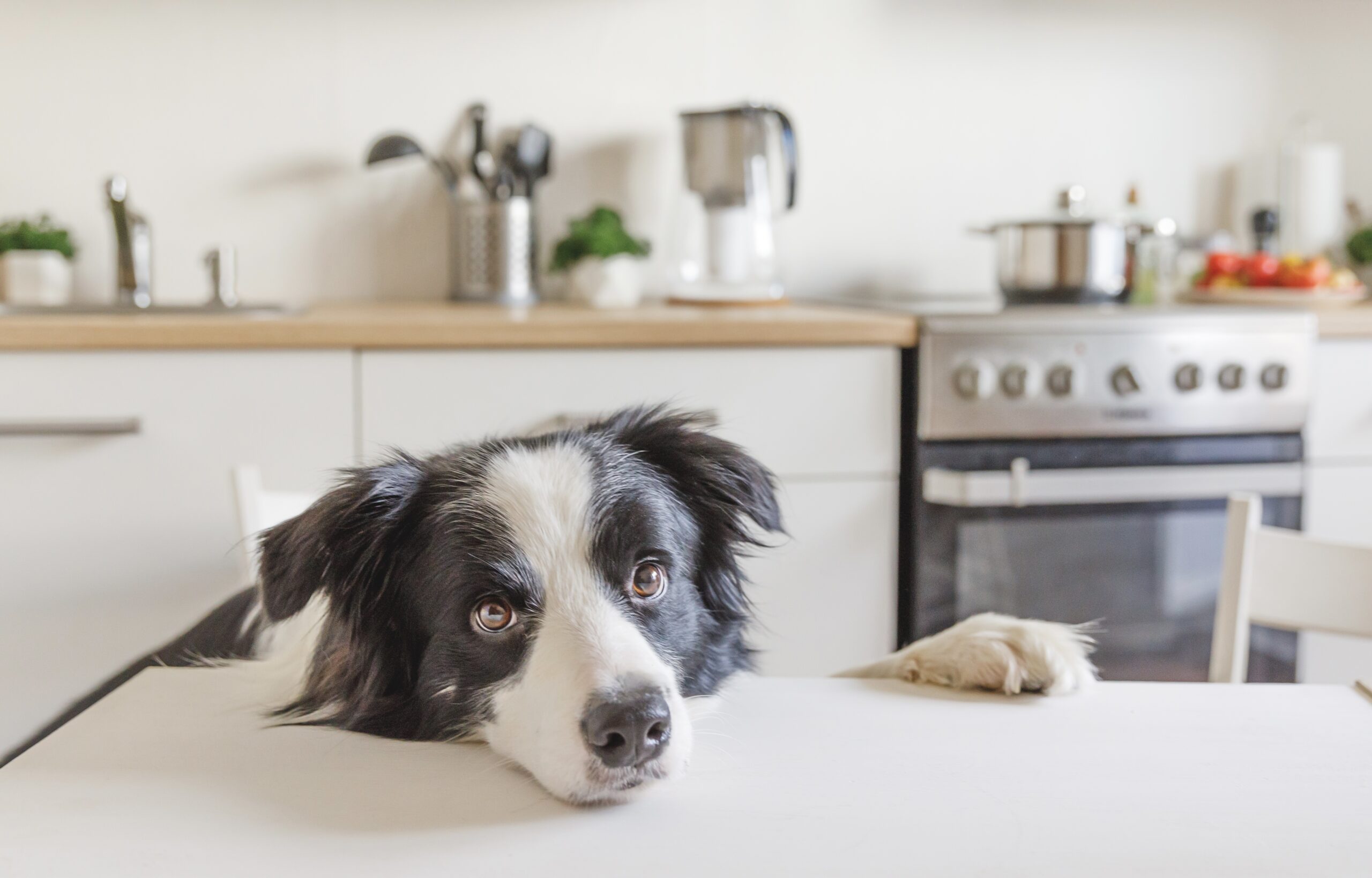 dog kitchen